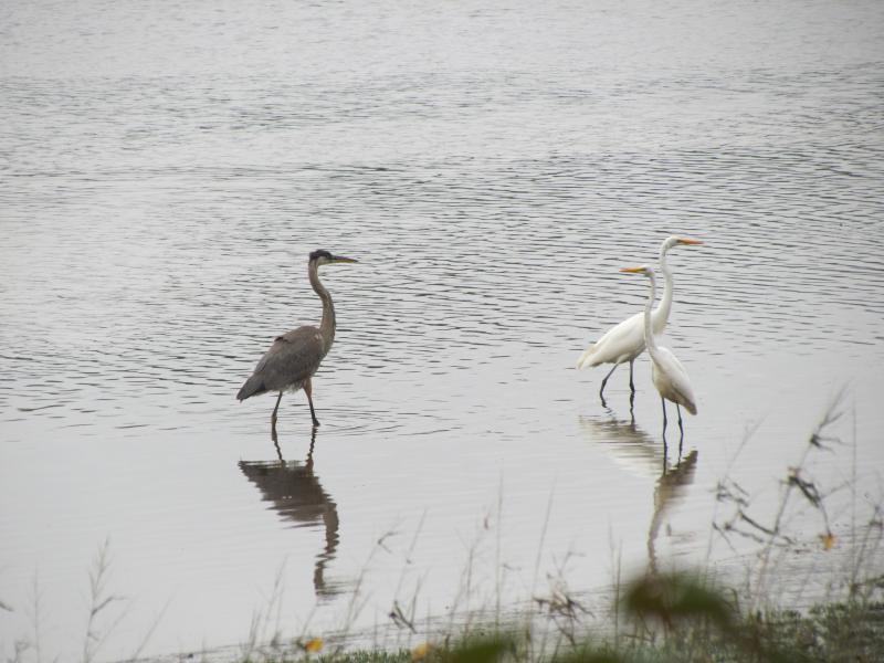 great egrets, great blue heron, Jeff Wells, Boothbay Register